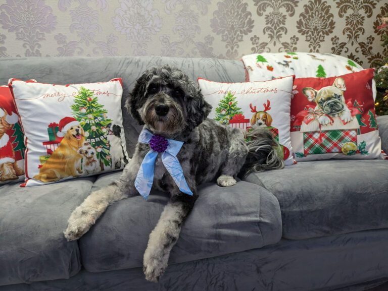 dog laying on a couch wearing a bow