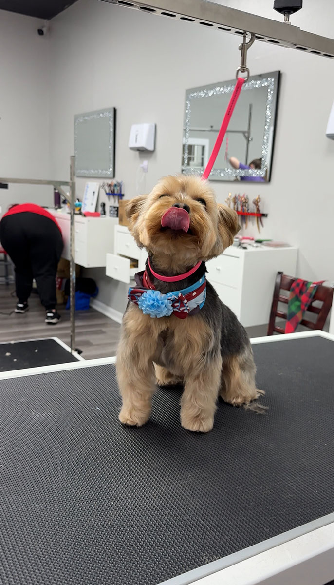 small dog sitting on a grooming table