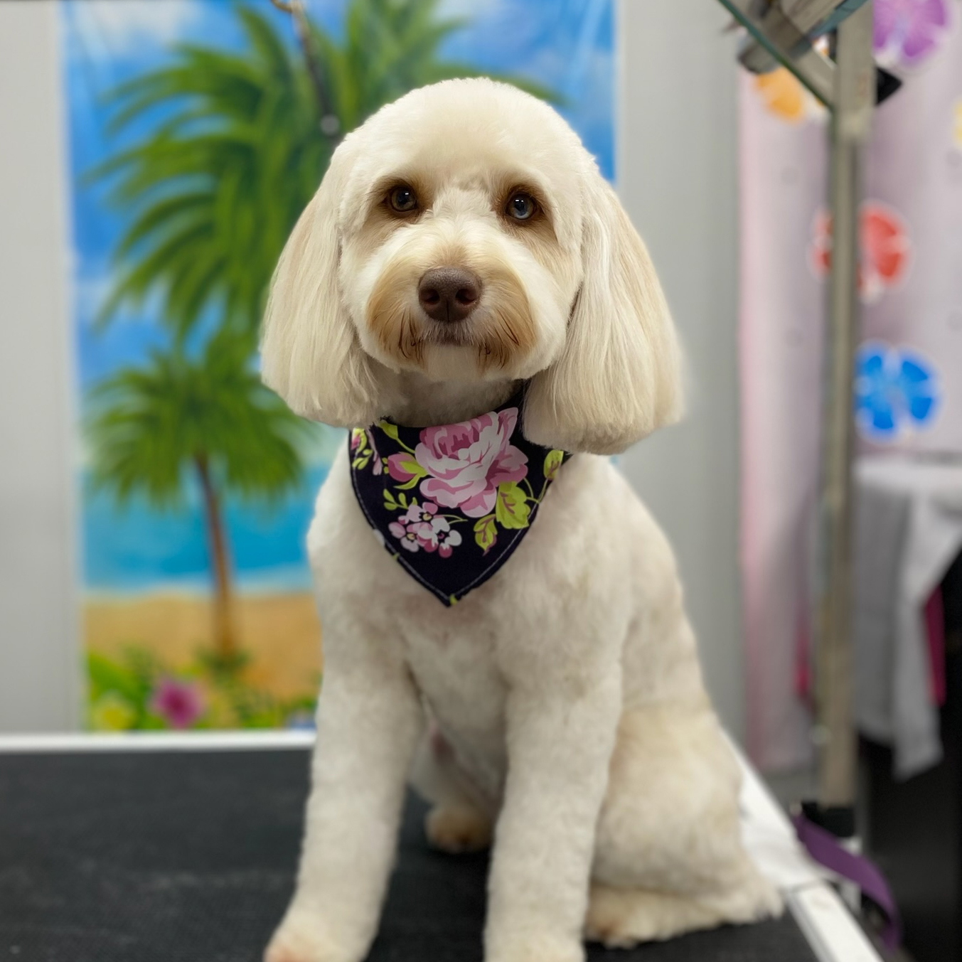 Bubbles' Grooming Parlor Gallery