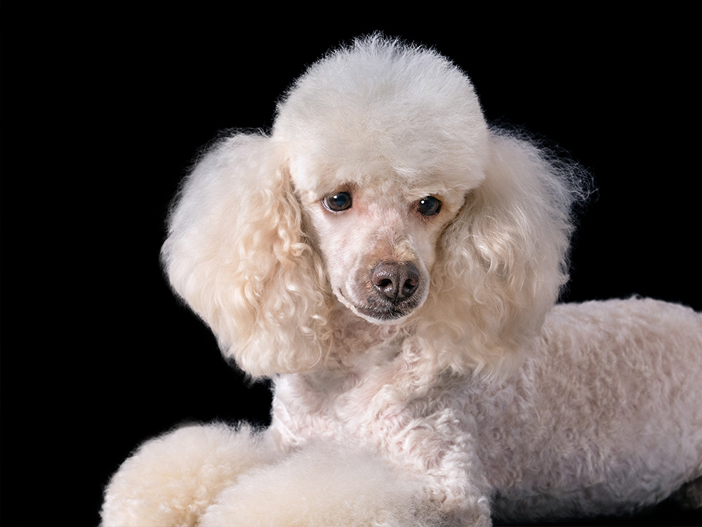 Bubbles' Grooming Parlor - Grooming Services