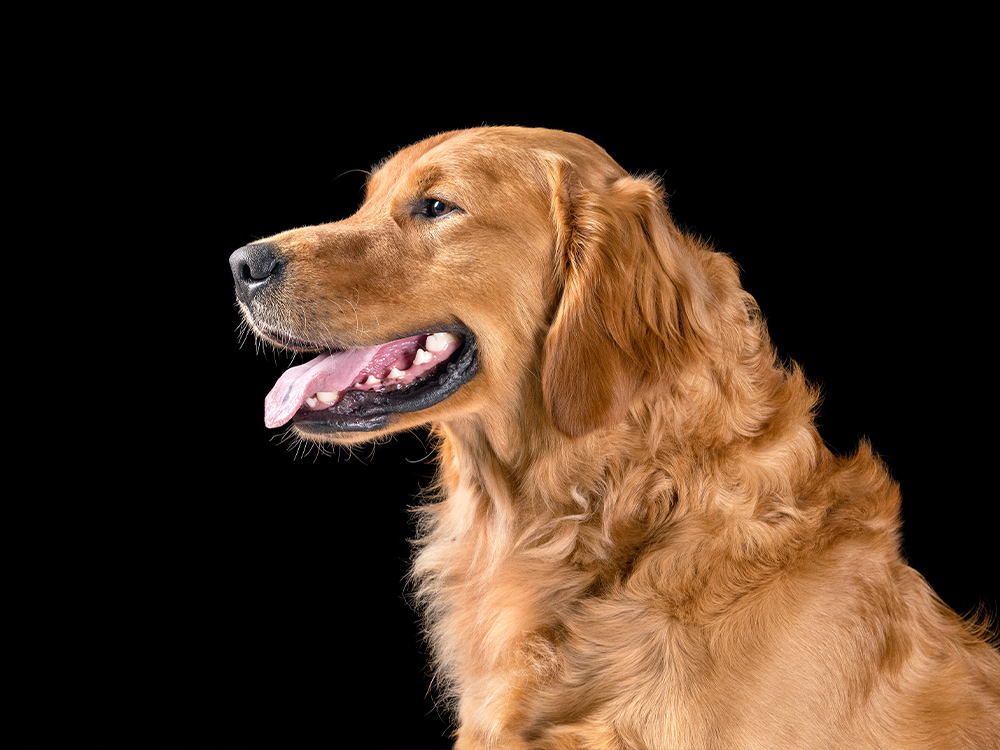 Bubbles' Grooming Parlor - Grooming Services