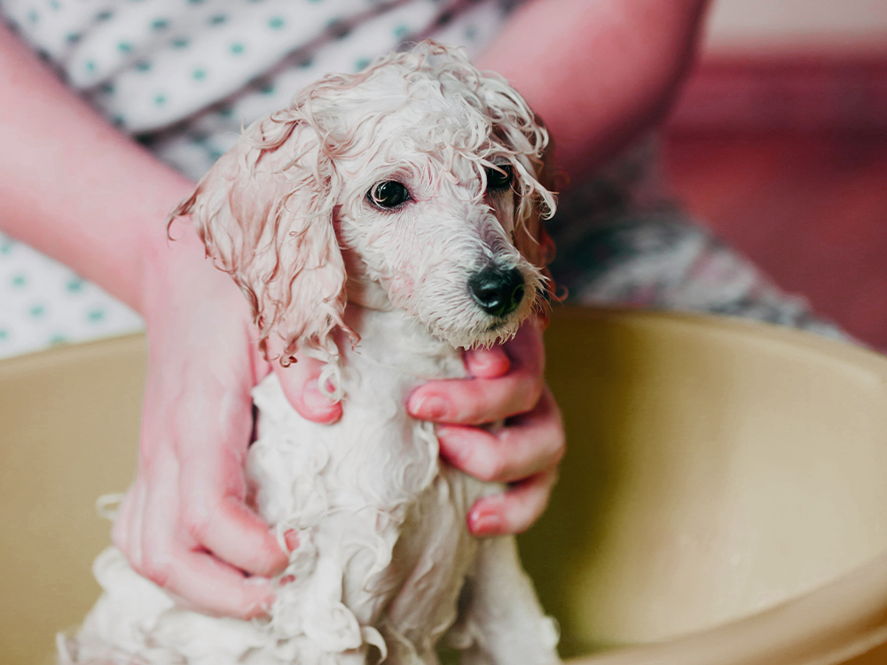 dog bath